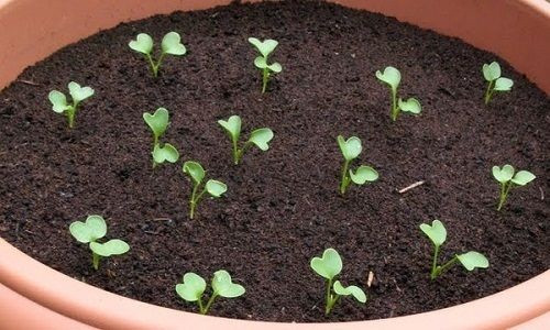 Hạt giống sau khi gieo khoảng 1 tuần sẽ nảy mầm và ra lá.