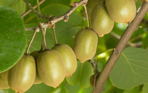 Hơn nữa, diện tích trồng giống kiwi vàng ít nên giá thành đắt hơn kiwi xanh nhiểu.