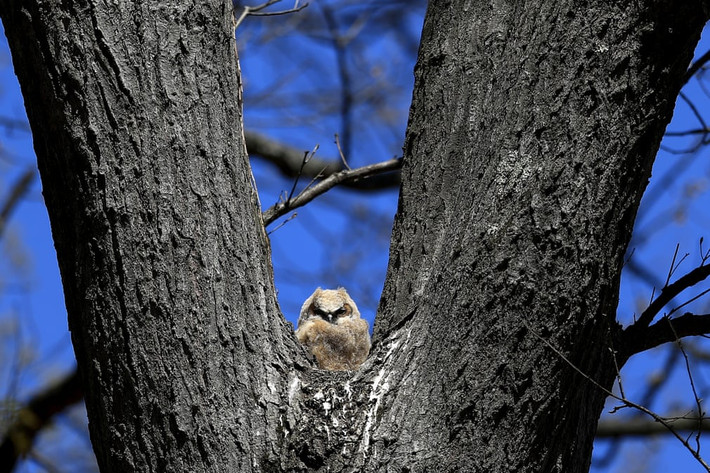Chim cú sừng nghỉ ngơi trên cây ở thành phố Cockeysville, Maryland, Mỹ. (Nguồn Guardian)