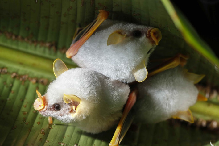 Những con dơi trắng treo ngược trên lá cây trong một khu rừng ở Guápiles, Costa Rica. (Nguồn Guardian)