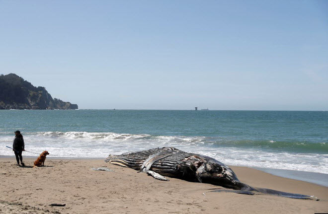Xác cá voi lưng gù chết trôi dạt vào bãi biển Baker ở thành phố San Francisco, California, Mỹ. (Nguồn Guardian)
