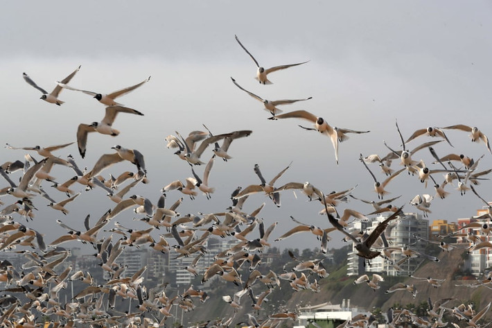 Đàn chim mòng biển bay trên bãi biển ở thành phố Lima, Peru. (Nguồn Guardian)