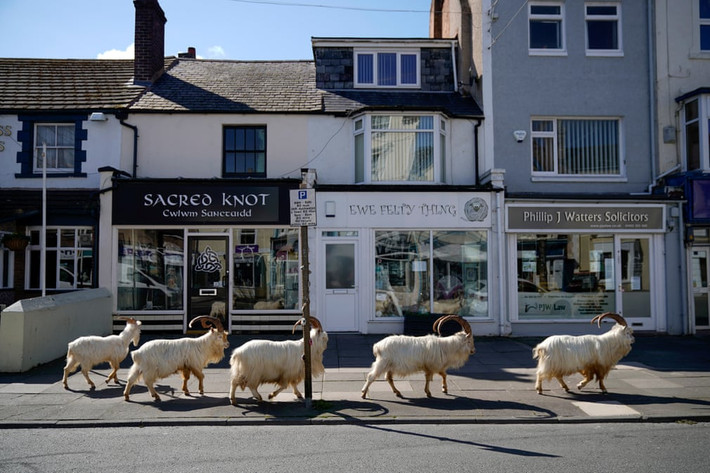 Đàn dê núi đi bộ trên đường phố ở LLandudno, Xứ Wales. (Nguồn Guardian)