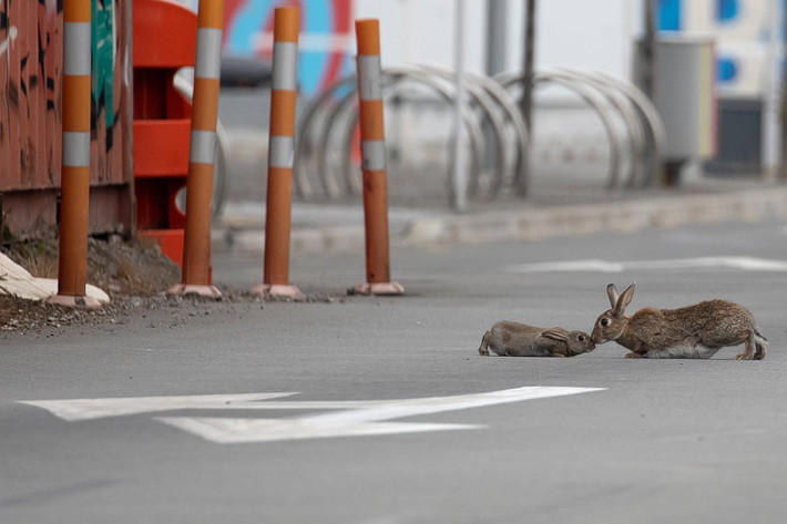 Hai mẹ con thỏ thoải mái trên đường phố vắng ở Christchurch, New Zealand. (Nguồn Guardian)