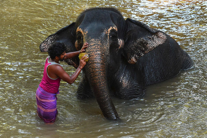 Quản tượng tắm cho voi dưới sông ở thành phố Pinnawala, Sri Lanka. (Nguồn Guardian)