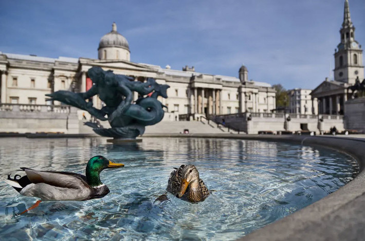 Những con vịt bơi trong đài phun nước Trafalgar ở thành phố London, Anh. (Nguồn Guardian)