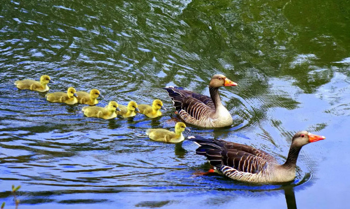 Đàn ngỗng con bơi theo bố mẹ chúng dưới hồ Glinder Au ở thành phố Hamburg, Đức. (Nguồn Guardian)