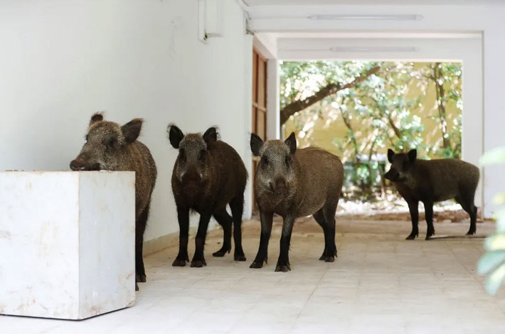 Đàn lợn rừng đột nhập vào một toàn nhà dân cư ở thành phố Haifa, Israel. (Nguồn Guardian)