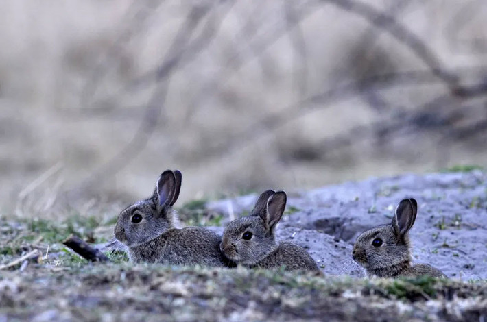 Những con thỏ châu Âu nghỉ ngơi gần thành phố Tiszaalpár, Hungary. (Nguồn Guardian)