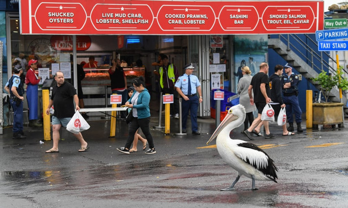 Chim Bồ nông xuất hiện gần một khu chợ hải sản ở thành phố Sydney, Australia. (Nguồn Guardian)