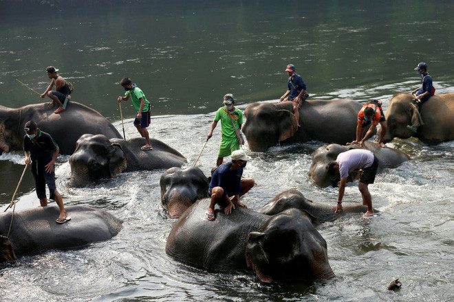Công nhân người Myanmar tắm mát cho voi ở Kanchanaburi, Thái Lan. (Nguồn Guardian)