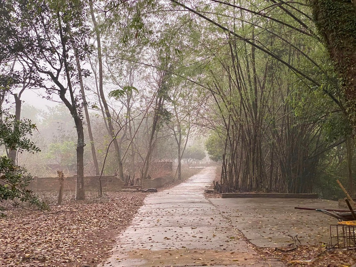 Nhà vườn của nghệ sĩ Chiều Xuân những sáng tinh mơ trong sương mờ, bình yên đến lạ. Nguồn ảnh: FBNV