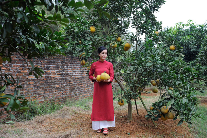 Bưởi vàng ươm, thơm lừng.