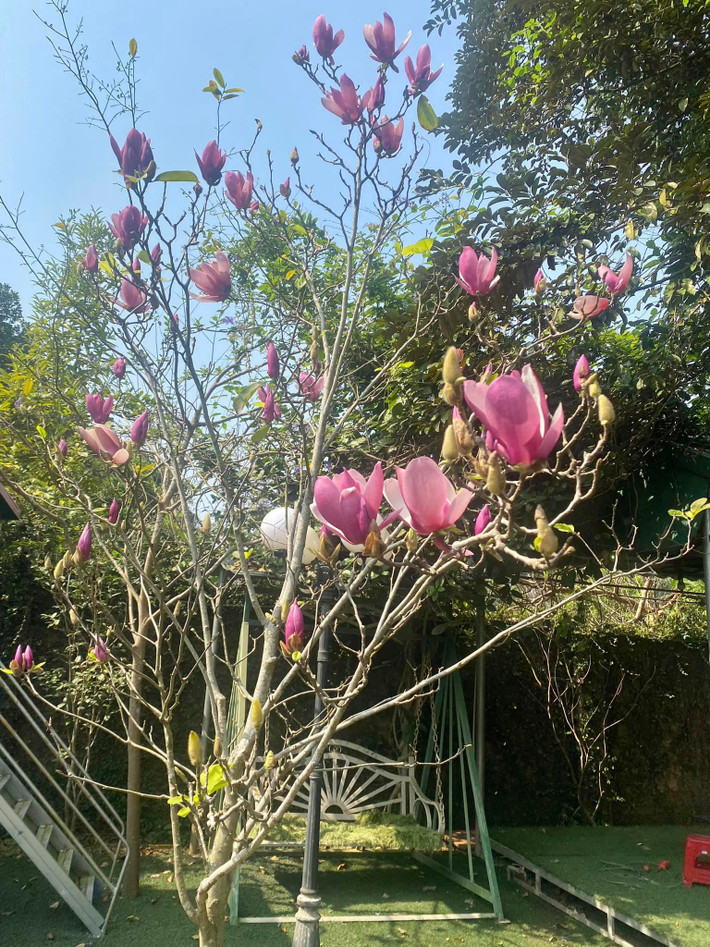 Theo NSND Thanh Hoa, cây mộc lan trong vườn đã 21 tuổi. Cây được nữ nghệ sĩ đón về khi đã 15 năm trong viện nghiên cứu giống.