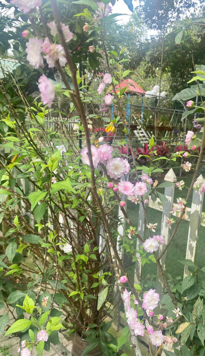Không gian nhà vườn rộng rãi, đầy đủ tiện nghi cho cuộc sống hiện đại và tận hưởng khí trời trong lành vào mỗi buổi sớm mai khi ngập tràn tiếng chim hót và mùi hoa thơm ngào ngạt.
