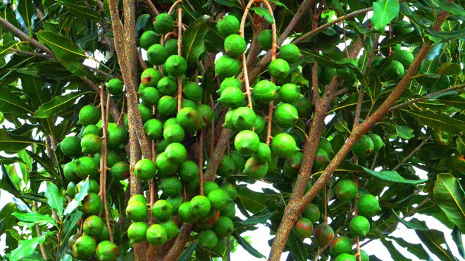 Ở khu vực Tây Bắc, năng suất mắc ca trung bình đối với vườn cây trồng từ năm thứ 10 trở lên đạt 3 tấn quả tươi/ha đối với diện tích trồng thuần và khoảng 2,5 tấn quả tươi/ha khi trồng xen canh với cây trồng khác. Ảnh: Tiền phong
