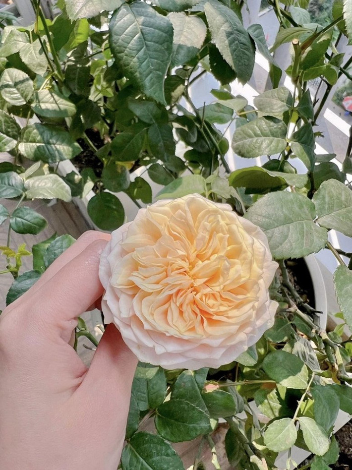 Hồng Masora màu vàng mơ, cánh kép, hương thơm, nhiều hoa.