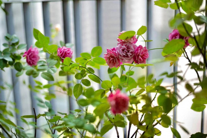 Nữ MC trồng nhiều giống hồng khác nhau xinh xắn.