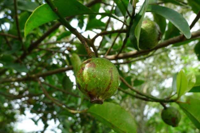 Mọc dại ở đồi núi các tỉnh Hòa Bình, Phú Thọ, Sơn La..., quả dọc xưa kia chín rụng đầy rừng, người dân thi thoảng vào nhặt về để nấu canh chua. Ảnh: Internet
