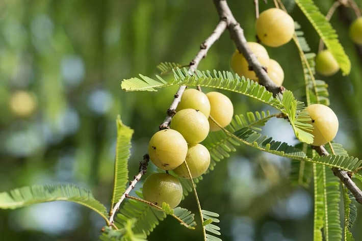 Me rừng vốn mọc hoang ở nhiều tỉnh thành vùng núi phía Bắc như Lạng Sơn, Lào Cai, Hà Giang, miền Trung, Tây Nguyên. Trước đây, me rừng chín rụng đầy gốc, người dân địa phương đi rừng hái để ăn đỡ khát. Ảnh: Facebook