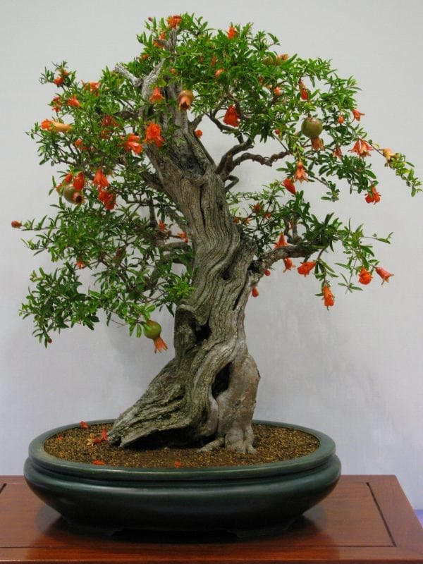 Lựu bonsai cổ thụ vừa có hoa, vừa có trái.