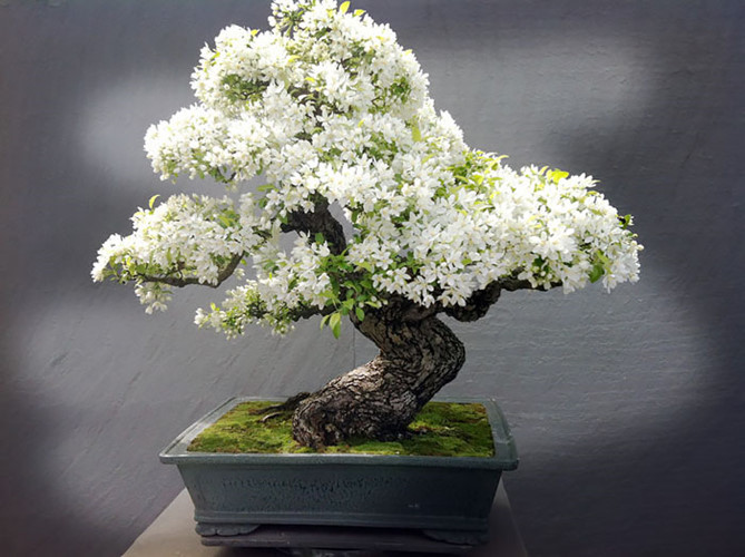 Bonsai có hoa đẹp xuất sắc.