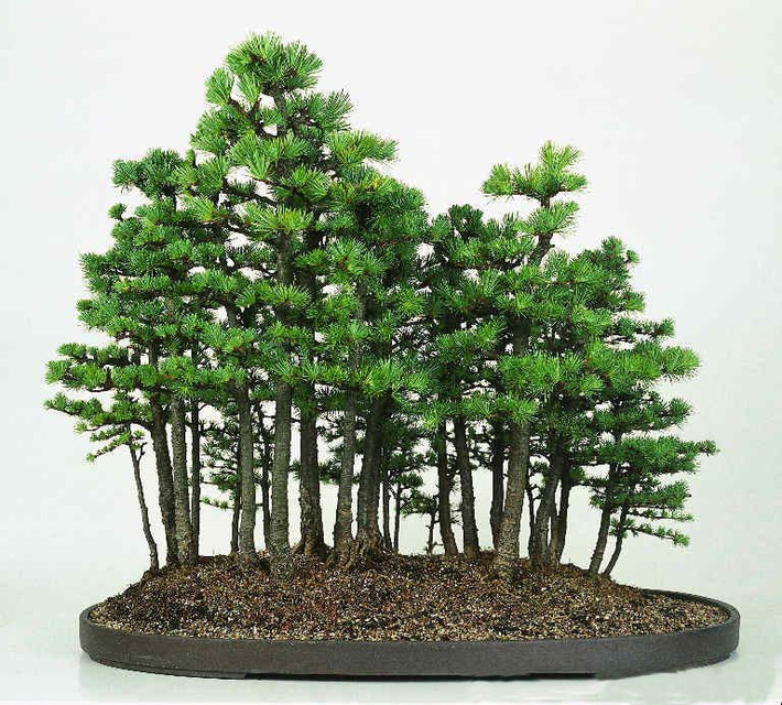 Bonsai dáng rừng độc nhất vô nhị. Nguồn ảnh: Mytour