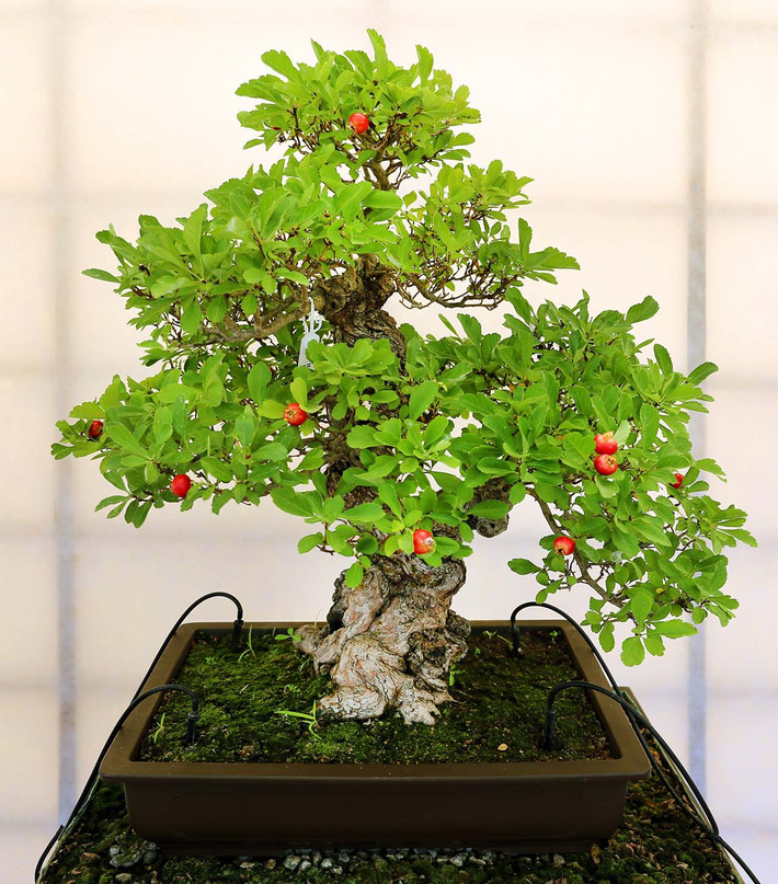 Chậu bonsai có quả siêu đẹp.