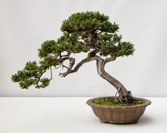 Cây thông bonsai đẹp tinh tế.
