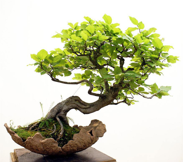 Tác phẩm bonsai đẹp nghiêng ngả.