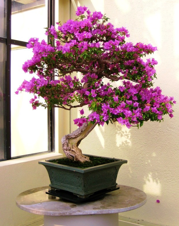 Vẻ đẹp ngỡ ngàng của cây hoa giấy bonsai.