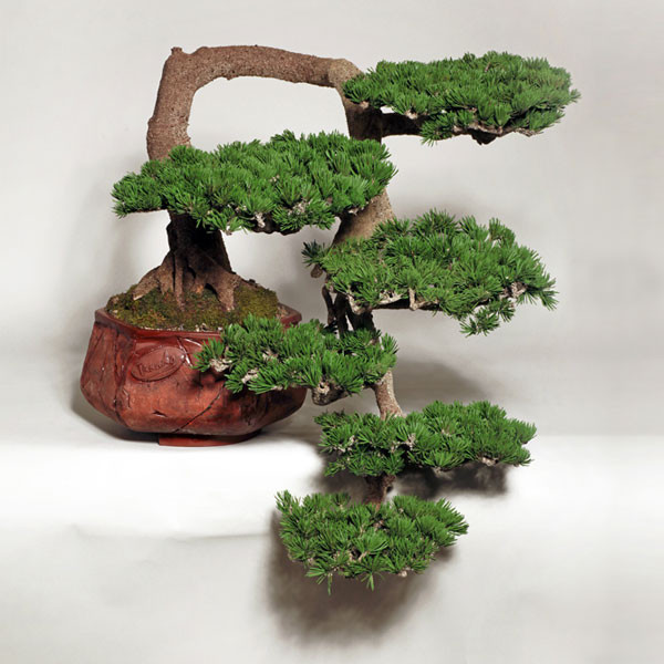 Bonsai dáng thác đổ siêu đẹp.