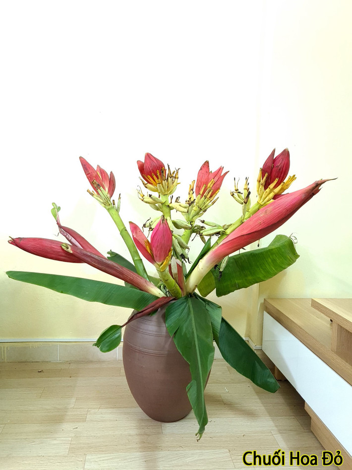 Tuy nhiên, hoa chuối rừng phù hợp với không gian rộng, nhiều cây lá hoặc hoài cổ một chút. Ảnh: Facebook