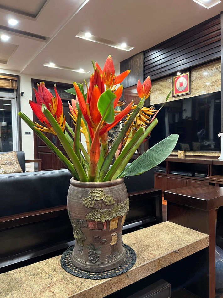 Không chỉ có màu đỏ tươi đẹp mắt, hoa chuối rừng còn có thể chơi được cả tháng. Ảnh: FB Nguyễn Bích Thảo