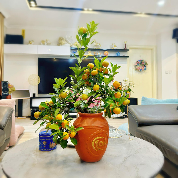 Cây quất nhỏ xinh đặt trên bàn trà.