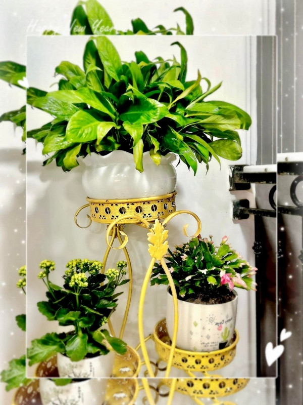 Góc nào trong nhà của Thanh Hương cũng có những chậu cây nhỏ xinh.