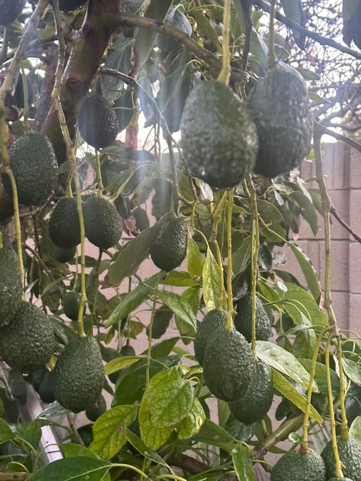 Cây bơ sai trĩu quả trông thích mắt.