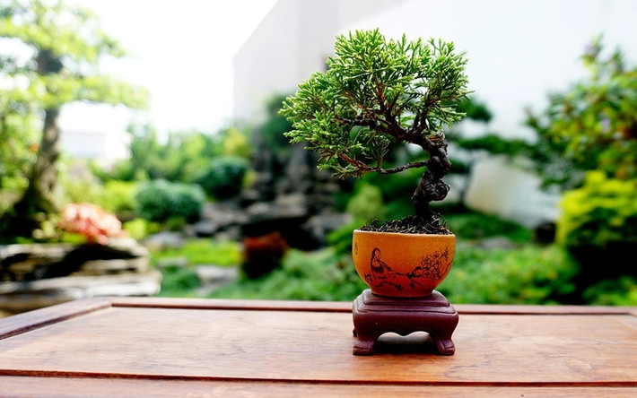 Đặc biệt, có cây giá lên đến 4.000 USD (khoảng hơn 90 triệu đồng) nhưng vẫn luôn trong tình trạng cháy hàng. Ảnh: Dân trí