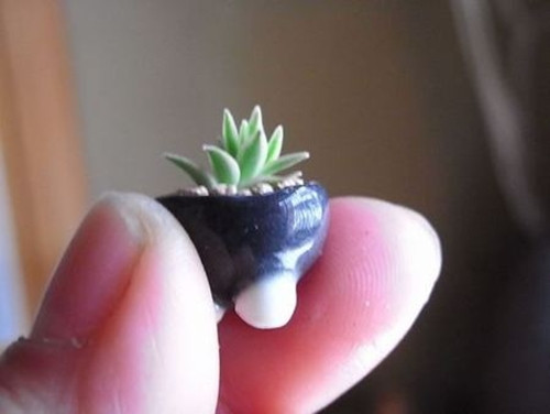 Do thời gian chăm sóc lâu, tốn nhiều công sức nên bonsai siêu tí hon có giá từ vài triệu đến vài chục triệu đồng. Ảnh: YouTube