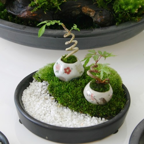 Dù kích thước siêu nhỏ nhưng các nghệ nhân vẫn tạo cho cây nhiều dáng, thế độc đáo. Ảnh: GDTĐ