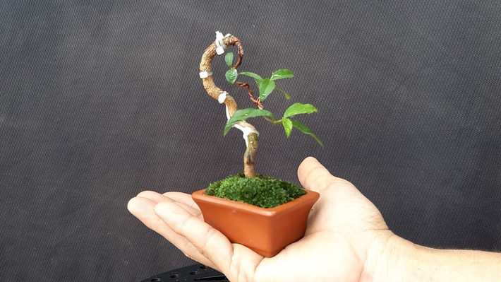 Thậm chí, những chiếc chậu siêu nhỏ, đường kính chỉ 2-3cm vẫn có thể trồng được cây khiến nhiều người ngưỡng mộ. Ảnh: YouTube