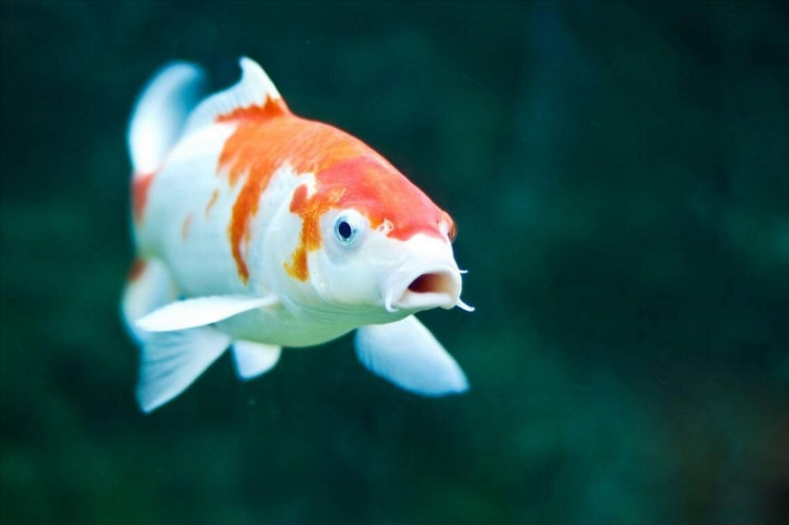 Con cá Koi 67 tỷ này có màu sắc giống cá Koi bình thường, gồm đỏ và trắng, nhưng điểm "độc lạ" là màu trắng của nó rất trắng, còn màu đỏ phát sáng như hồng ngọc.