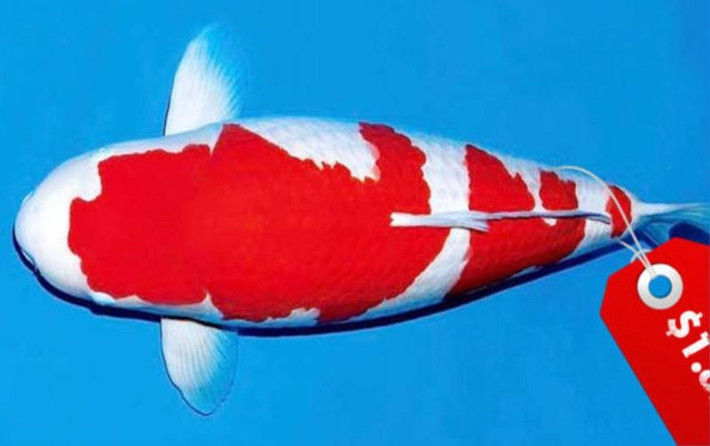 Kohaku là giống cá Koi có màu trắng với những mảng màu đỏ trên thân. Để trở thành một con cá Koi giống Kohaku hoàn hảo, màu trắng phải nguyên sơ và không có bất kỳ sự lệch chuyển sang màu vàng nào. Ảnh: Japan Times