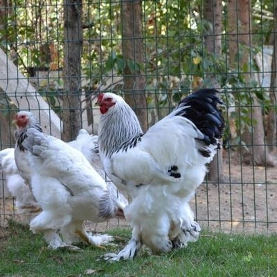 Gà Brahma có sức đề kháng tốt, ít bệnh tật, có thể sống được ở mọi thời tiết. Ảnh: Vuonchimviet
