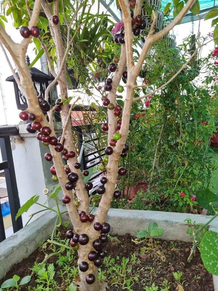 Bất cứ ai lần đầu nhìn thấy hàng ngàn quả mọng nho mọc chi chít trên thân cây từ gốc tới ngọn cây đều rất ngạc nhiên.