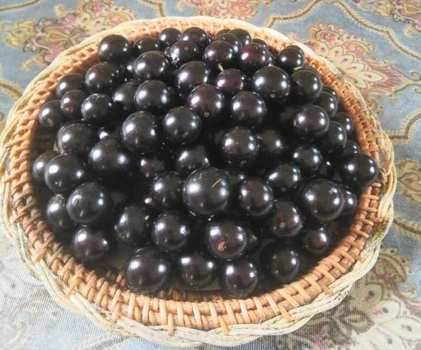 Quả nho thân gỗ có hạt, ăn phần vỏ có vị chua còn ăn phần thịt rất ngọt. Nhiều người tìm mua loại quả này để làm mứt, lên men rượu...