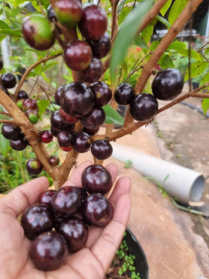 Trái của cây tương tự quả nho nhưng lớp vỏ ngoài dày, sáng bóng, khi chín có màu đen hoặc tím sẫm, thịt quả màu trắng và có 4 hạt.
