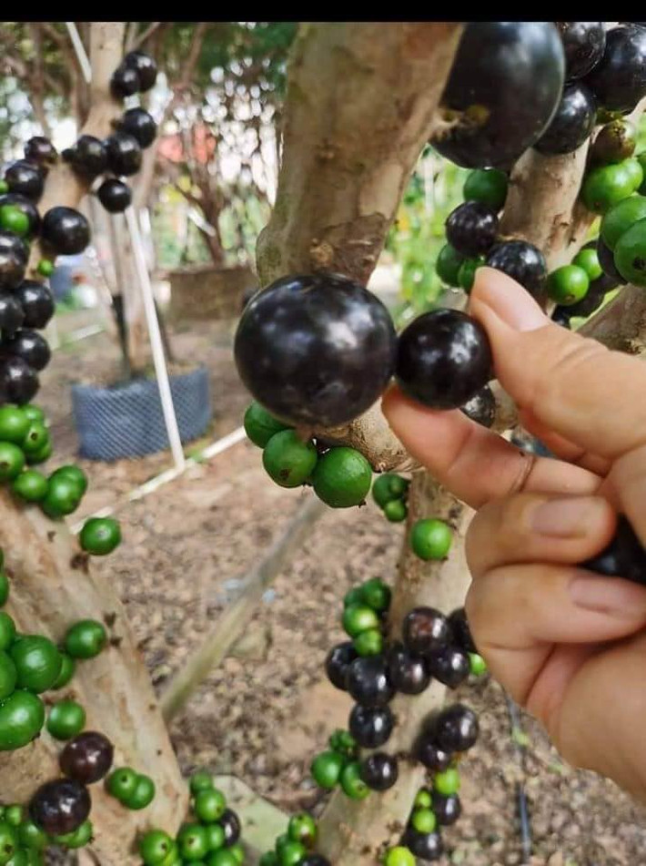 Thời gian gần đây, nho thân gỗ bỗng trở thành loại cây được nhiều người lùng mua trên thị trường. Giống nho này có nguồn gốc từ Nam Mỹ.