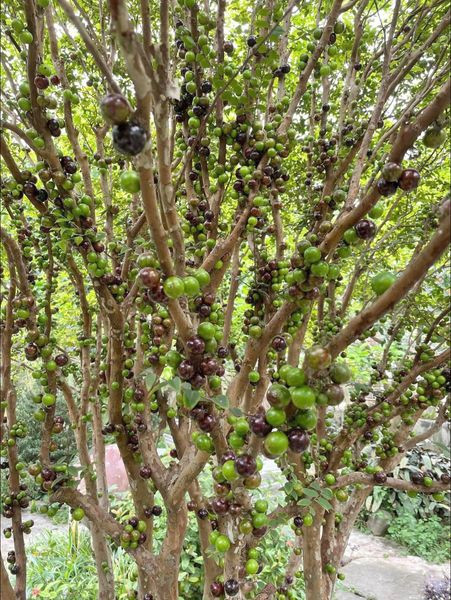 Trên thị trường, nho thân gỗ tươi có giá khoảng 200.000 - 250.000 ngàn đồng/kg. Dù đắt nhưng vì tò mò giống quả lạ và số lượng rất hạn chế nên khách hàng tranh nhau mua.