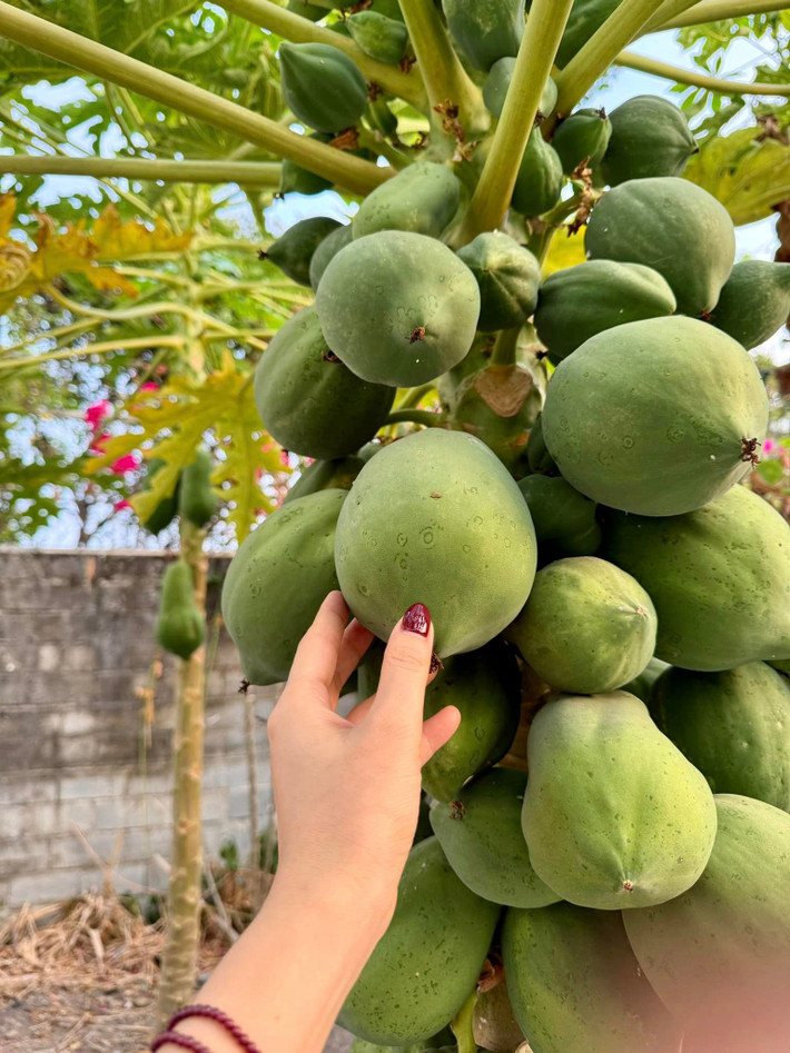 Đu đủ chi chít quả từ gốc đến ngọn.